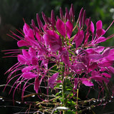 Egrow,Cleome,Spinosa,Seeds,Mixed,Flower,Hassleriana,Bonsai,Garden,Plant