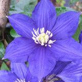 Egrow,Clematis,Seeds,Beautiful,Climbing,Plant,Flower,Seeds,Bonsai,Perennial,Flowers