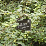 Egrow,Cotoneaster,Seeds,Xunzi,Plant,Cotoneaster,Multiflora