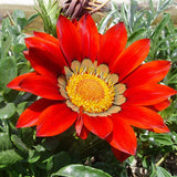 Egrow,Gazania,Seeds,Semillas,Gazania,Splendens,Chrysanthemum,Seeds,Garden,Flowers,Seeds