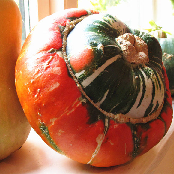 Egrow,Pumpkin,Seeds,Grown,Decorative,Pumpkin,Bonsai,Heirloom,Vegetable,Bonsai,Pumpkin,Bonsai,Garden,Plant