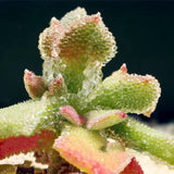 Egrow,Succulent,Plant,Seeds,Flowering,Mesembryanthemum,Crystallinum,Crystalline,Plant