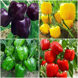 Egrow,Mixed,Yellow,Green,Pepper,Seeds,Colorful,Sweet,Pepper,Seeds,Peppers