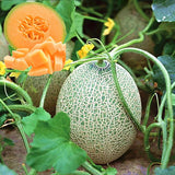 Egrow,Cantaloupe,Seeds,Honey,Yellow,Flesh,Sweet,Melon,Fruit,Summer,Muskmelon,Plants