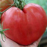 Egrow,Mixed,Variety,Tomato,Seeds,Tomato,Vegetable,Fruit,Veggie,Garden,Plants