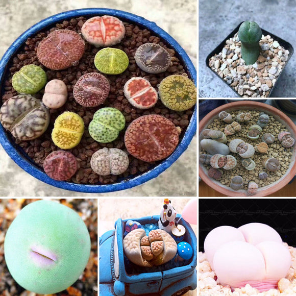 Egrow,100pcs,Graine,Lithops,Pseudotruncatella,Plant,Potted,Stone,Succulentes,Mixture