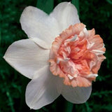 Egrow,Daffodil,Flower,Seeds,Aquatic,Narcissus,Plants,Double,Petals,Indoor,Bonsai,Plant,Seeds