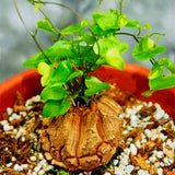 Egrow,Dioscorea,Seeds,Turtle,Elephant's,Bonsai,Plant,Garden