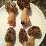 Egrow,Morel,Mushroom,Strains,Seeds,Garden,Planting,Edible,Eryngii,Vegetable,Seeds