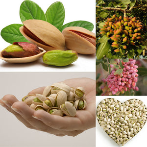 Egrow,Pistachios,Seeds,Garden,Outdoor,Fruit,Seeds,Planting