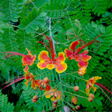 Egrow,Caesalpinia,Seeds,Caesalpinia,Pulcherrima,Garden,Decoration