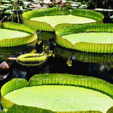 Egrow,Lotus,Seeds,Lotus,Bonsai,Giant,Water,Flower,Garden,Flower