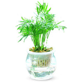 Egrow,Lucky,Bamboo,Seeds,Choose,Potted,Bonsai,Variety,Complete,Dracaena,Plant,Hight,Budding