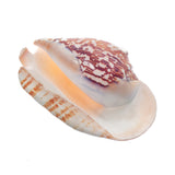 Natural,Shell,Conch,Phoenix,Conch,Coral,Beach,Ornament,Decorations