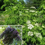 Egrow,Elderberry,Seeds,Green,Polygonum,Japonicum,Garden,Decoration