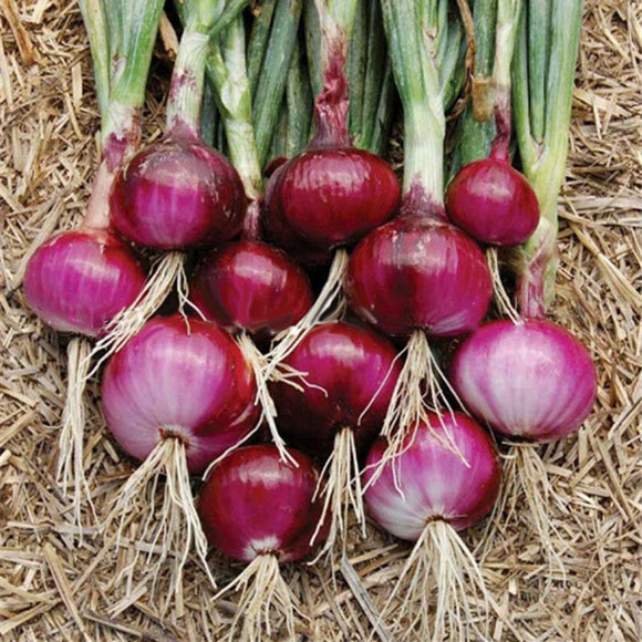 Egrow,Onion,Seeds,Bonsai,Onion,Sweet,Spanish,Plants,Vegetables,Onion,Garden,Bonsai,Plant