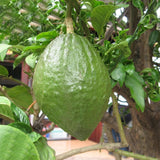 20Pcs,Seeds,Citrus,Aurantifolia,Organic,Fruit,Seeds,Lemon,Bonsai,Garden
