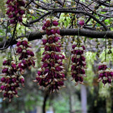 Egrow,Mucuna,Birdwoodiana,Seeds,Flower,Seeds,Garden,Decoration