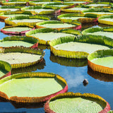 Egrow,Lotus,Seeds,Lotus,Bonsai,Giant,Water,Flower,Garden,Flower
