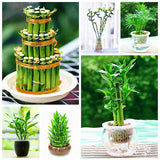 Egrow,Lucky,Bamboo,Bonsai,Seeds,Small,Potted,Plants,Purify,Dracaena,Plantas,Planting,Simple,Garden