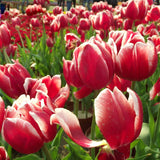 Egrow,Tulip,Flower,Seeds,Purple,White,Flowers,Perennial,Garden,Potted,Plants