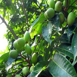 Olive,Seeds,Semente,Plants,Perennial,Delicious,Garden,Fruit