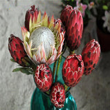 Egrow,Protea,Seeds,Protea,Cynaroides,Bonsai,Planting,Bonsai,Flower,Bonsai,Flower