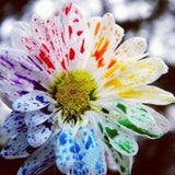 Egrow,Watercolor,Chrysanthemum,Seeds,Lovely,Rainbow,Watercolor,Chrysanthemum,Natural,Garden,Flower