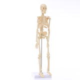 Detachable,Human,Skeleton,Model,Removable,Metal,Stand,Anatomical,Medical,Model