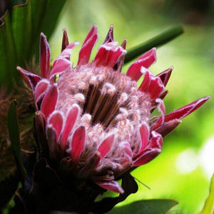 Egrow,Protea,Cynaroides,Seeds,Bonsai,Potted,Flower,Garden,Plants