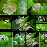 Umbrella,Dysosma,Pleiantha,Seeds,Transparent,Flower,Seeds,Delicate,Garden