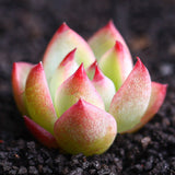 Egrow,Echeveria,Succulents,Lithops,Seeds,Garden,Bonsai,Flower,Seeds,Planting