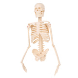 Detachable,Human,Skeleton,Model,Removable,Metal,Stand,Anatomical,Medical,Model