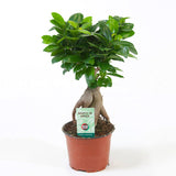 Egrow,Banyan,Seeds,Potted,Welcoming,Bonsai,Indoor,Planting