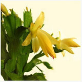 Egrow,Zygocactus,Truncatus,Seeds,Schlumbergera,Plants,Indoor,Potted,Plants