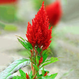 Egrow,100PCS,Cockscomb,Seeds,Colorful,Pteris,Celosia,Spicata,Bonsai,Flower,Bonsai,Potted,Plants,Garden