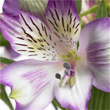 Egrow,Seeds,Peruvian,Alstroemeria,Bonsai,Plants,Beautiful,Flower,Garden,Decoration