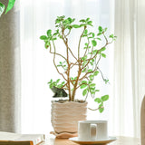 Automatic,Sensor,Resin,Moisture,Meter,Plant,Moisture,Tester,Indoor,Bonsai,Watering,Reminder,Garden,Detector,Hygrometer
