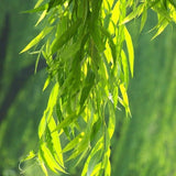 Egrow,Willow,Seeds,Potted,Willow,Bonsai,Plant,Salix,Babylonica,Green,Garden