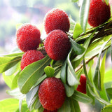 Egrow,Arbutus,Seeds,Delicious,Sweet,Chinese,Fruit,Seeds,Garden,Plants