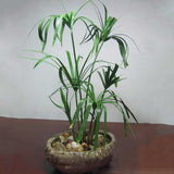 Egrow,Cyperus,Seeds,Cyperus,Alternifolius,Bonsai,Water,Aquatic,Pltion,Bonsai,Beauty,Hydroponics,Plant,Bonsai