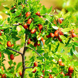 Egrow,Jujube,Seeds,Exotic,Fruit,Jujube,Seeds,Bonsai,Natural,Healthy,Perennial,Plants