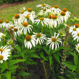 Egrow,echinacea,purpurea,seeds,Bonsai,Perennial,Flower,Garden,plant