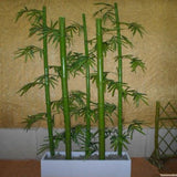 Egrow,Chinese,Bamboo,Seeds,Phyllostachys,Heterocycla,Courtyard,Bamboo,Garden,Plant