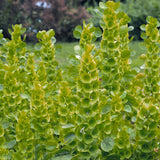 Egrow,Moluccella,Seeds,Molucca,Bonsai,Laevis,Flower,Garden,Plant