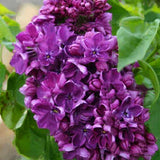 Egrow,Japanese,Lilac,Clove,Seeds,Garden,Perennial,Flowers,Aromatic,Bonsai,Plants,Seeds