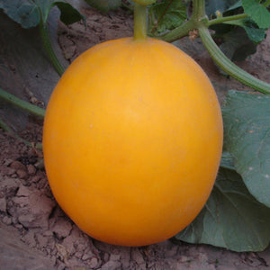 100Pcs,Earth,Melon,Seeds,Sweet,Organic,Vegetable,Seeds