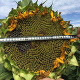 Egrow,Giant,Sunflower,Seeds,Garden,Planting,Ornamental,Plants
