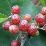 Egrow,Elaeagnus,Umbellate,Seeds,Elaeagnus,Umbellate,Semente,Plant,Autumn,Elaeagnus