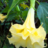 Egrow,Brugmansia,Seeds,Angel,Trumpet,Yellow,Brugmansia,Seeds,Fragrant,Trumpet,Flowers